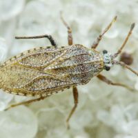 Tingis (Tropidocheila) caucasica