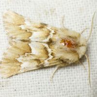 Oxicesta geographica