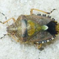 Dolycoris baccarum