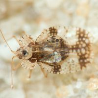 Stephanitis pyri