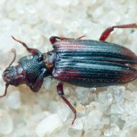 Bothrideres bipunctatus
