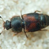 Carpophilus (Carpophilus) lugubris