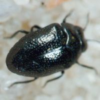Trachys scrobiculatus
