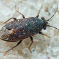 Stygnocoris fuligineus