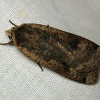 Noctua pronuba
