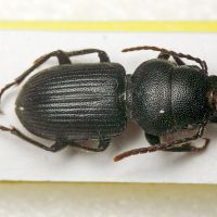 Dixus obscurus