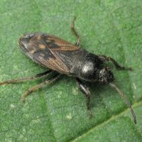 Megalonotus chiragra