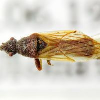 Microplax interrupta