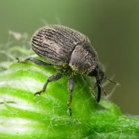 Cleopomiarus graminis