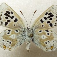 Plebejus pyrenaica ergane
