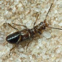 Orsodacne humeralis