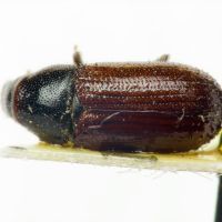 Tomicus minor