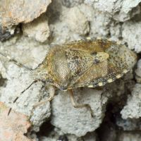 Rhaphigaster nebulosa