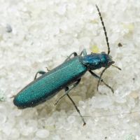 Ischnomera caerulea