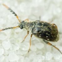 Bruchidius varius