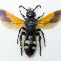 Scolia sexmaculata