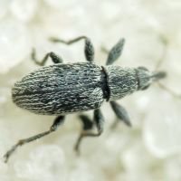 Squamapion elongatum