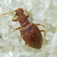 Stephostethus angusticollis