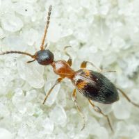Anthelephila pedestris