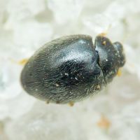 Stethorus punctillum