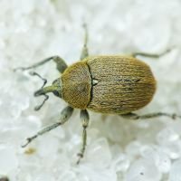 Rhinusa neta