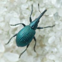 Mesotrichapion punctirostre