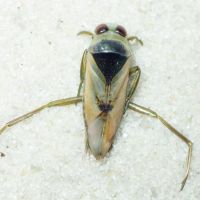 Notonecta glauca