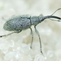Squamapion