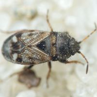 Pionosomus opacellus