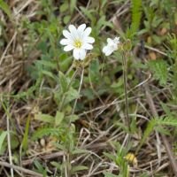 Cerastium arvense