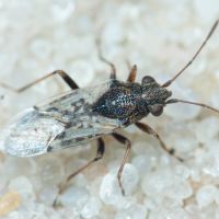 Nysius