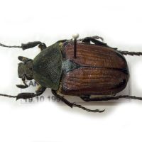 Mazoe albonotata