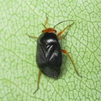 Strongylocoris leucocephalus