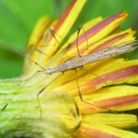 Neides tipularius