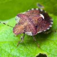 Dyroderes umbraculatus