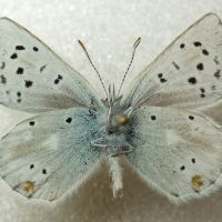 Plebejus pyrenaica ergane