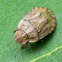 Sciocoris cursitans
