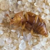 Epuraea