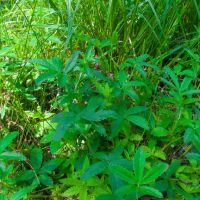Comarum palustre