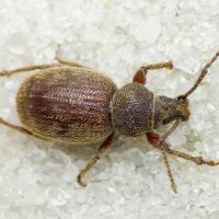 Otiorhynchus brunneus