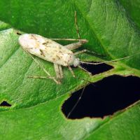 Phytocoris longipennis