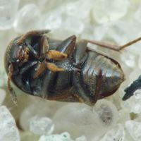 Ptomaphagus