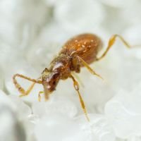 Scydmaenus hellwigii