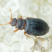 Latridius brevicollis