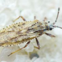 Tingis (Tropidocheila) maculata
