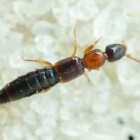 Sunius (Sunius) melanocephalus