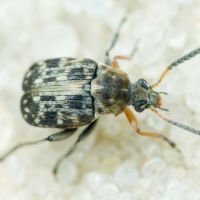 Bruchus affinis