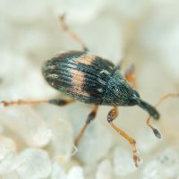 Nanophyinae