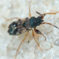 Scolopostethus