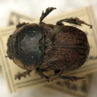 Chironitis hungaricus
